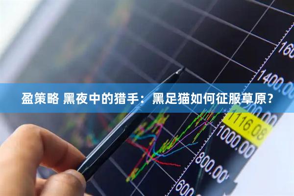 盈策略 黑夜中的猎手：黑足猫如何征服草原？
