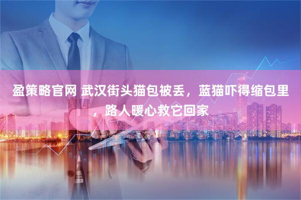 盈策略官网 武汉街头猫包被丢，蓝猫吓得缩包里，路人暖心救它回家