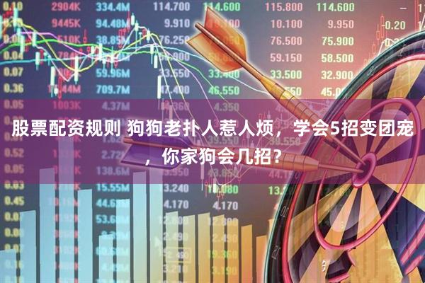 股票配资规则 狗狗老扑人惹人烦，学会5招变团宠，你家狗会几招？