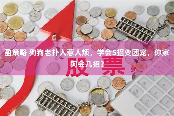 盈策略 狗狗老扑人惹人烦，学会5招变团宠，你家狗会几招？
