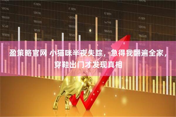 盈策略官网 小猫咪半夜失踪，急得我翻遍全家，穿鞋出门才发现真相